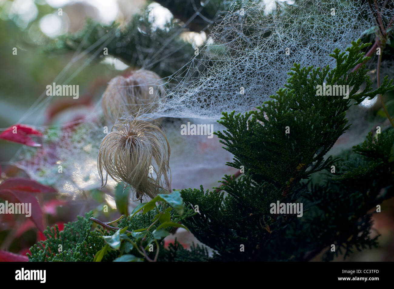 Barba del vecchio Foto Stock
