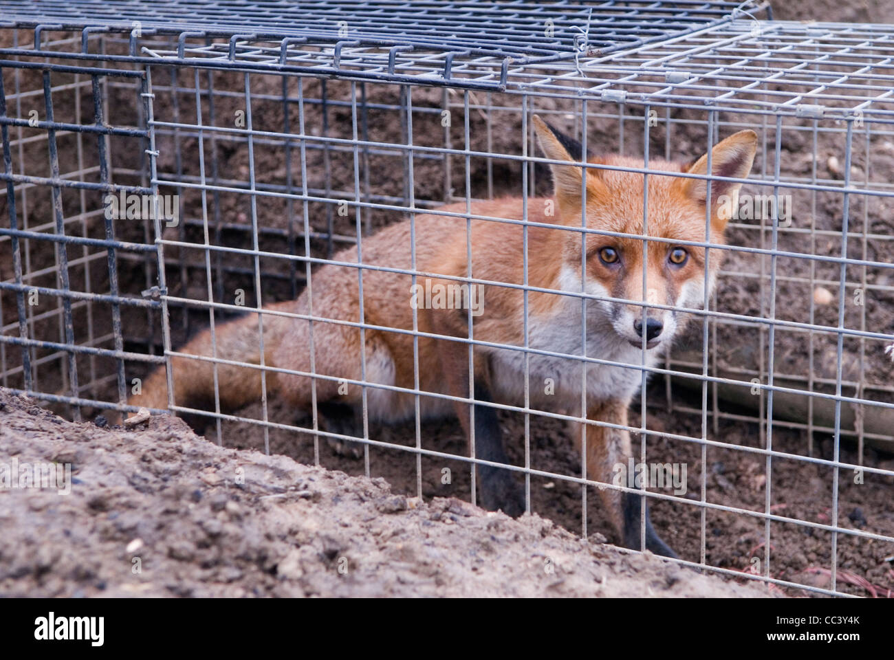 Trap the fox immagini e fotografie stock ad alta risoluzione - Alamy