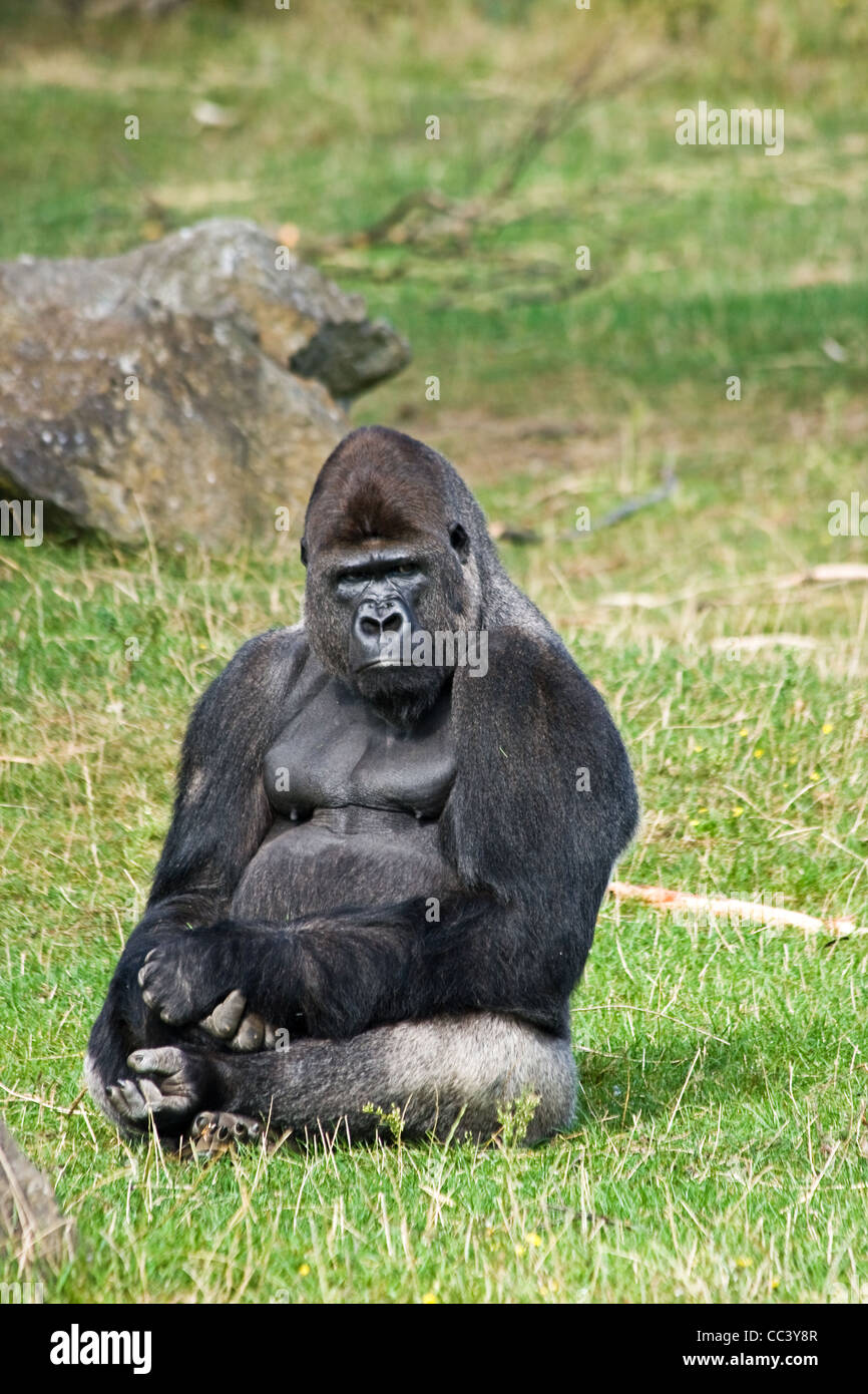 Gorilla Silverback seduto su erba e rilassante guardando intorno Foto Stock