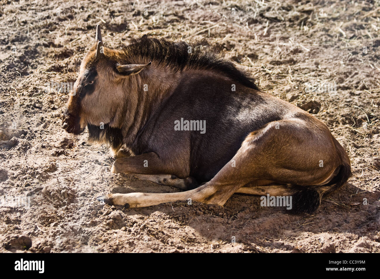 Blue GNU o borchiati Gnu - Connochaetes taurinus - appoggiata nel tardo pomeriggio la luce del sole Foto Stock