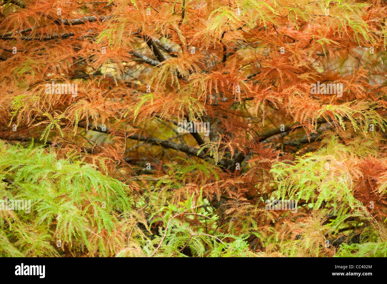 Taxodium distichum, palude cipresso, in autunno Foto Stock