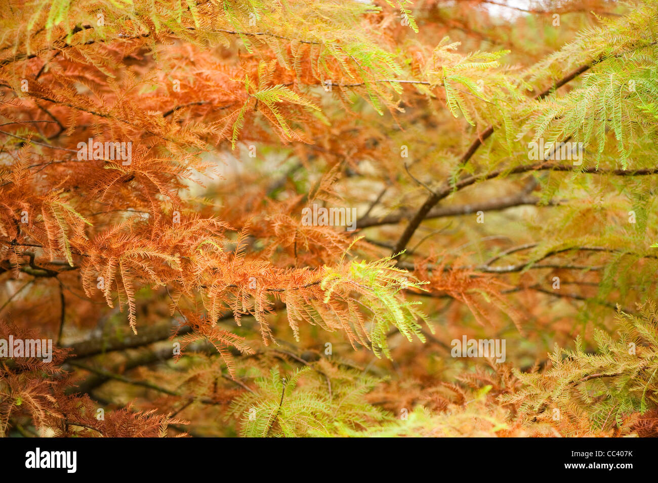 Taxodium distichum, palude cipresso, in autunno Foto Stock