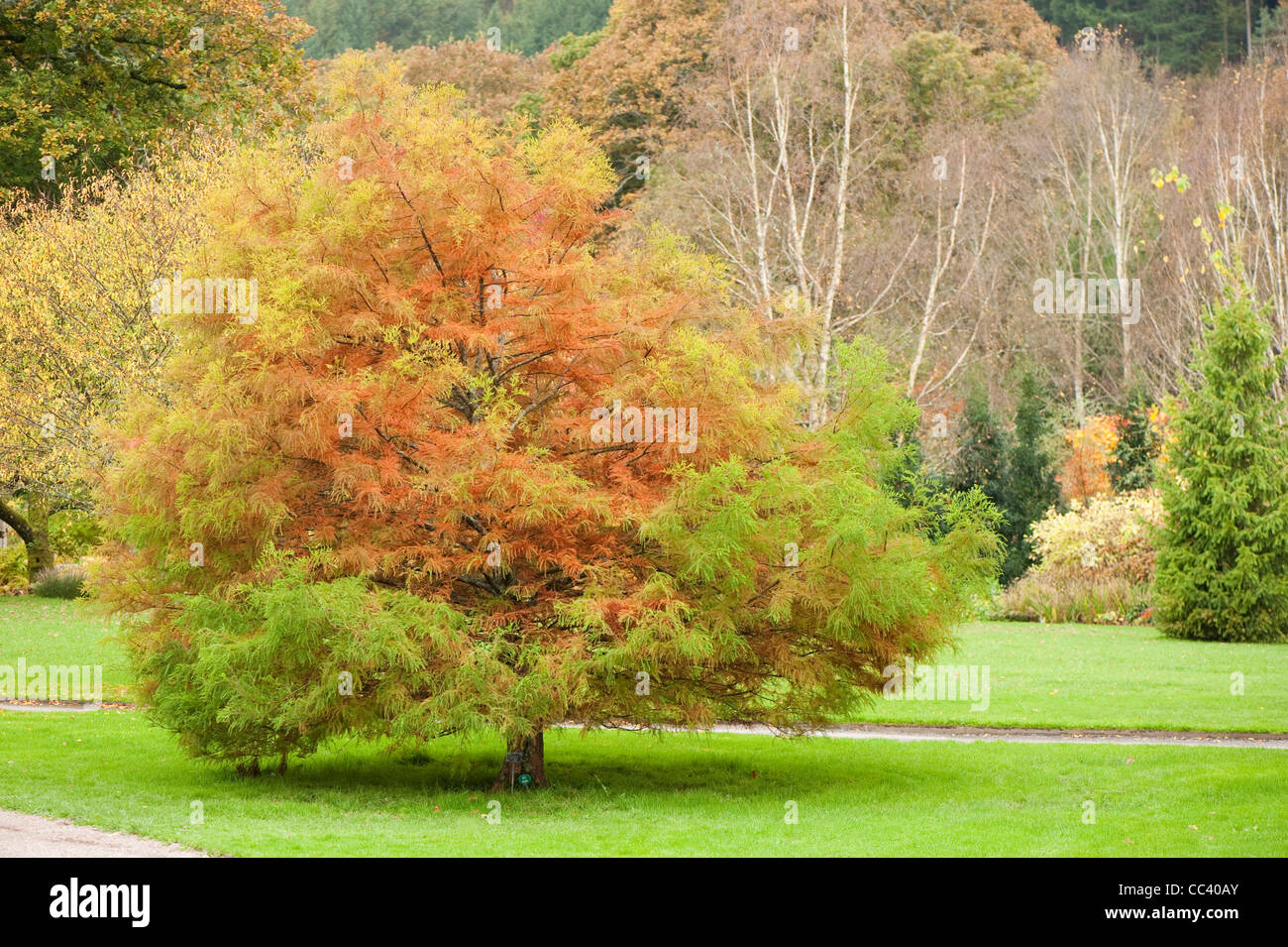 Taxodium distichum, palude cipresso, in autunno Foto Stock