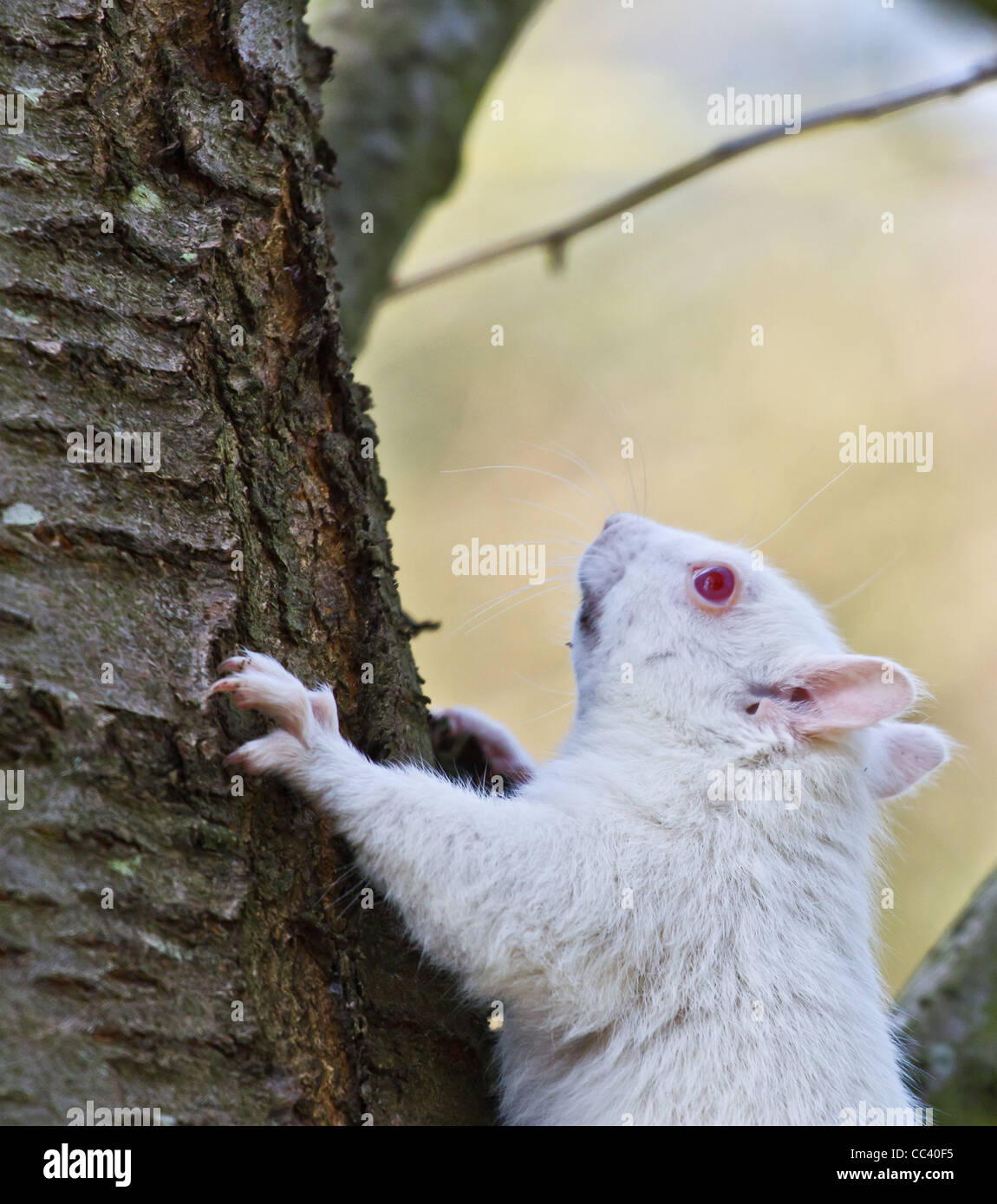 Albino scoiattolo grigio (selvaggio) Foto Stock