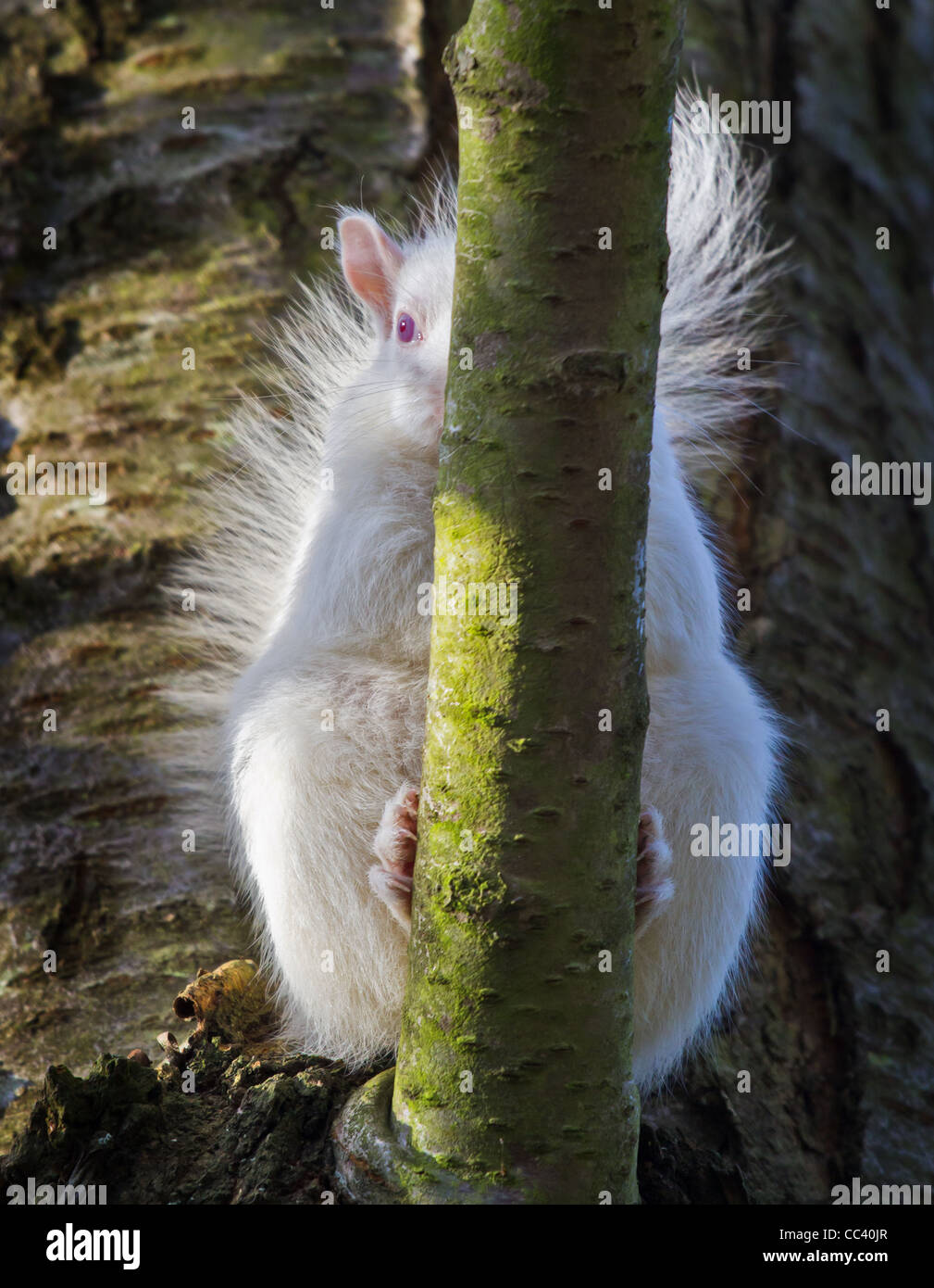 Albino scoiattolo grigio (selvaggio) Foto Stock