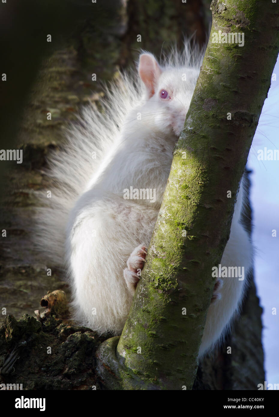 Albino scoiattolo grigio (selvaggio) Foto Stock