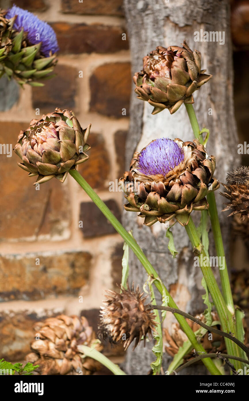 Tagliare i cardi, Cynara cardunculus, asciugando fuori in una visualizzazione Foto Stock