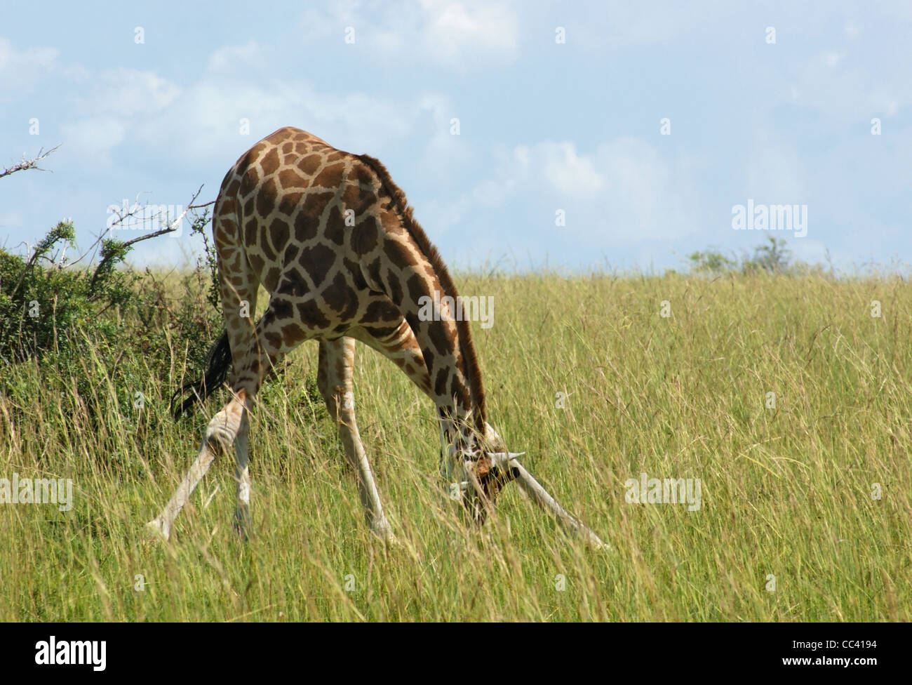 Sunny panorama comprendente una giraffa Rothschild in Uganda (Africa) mentre il pascolo Foto Stock