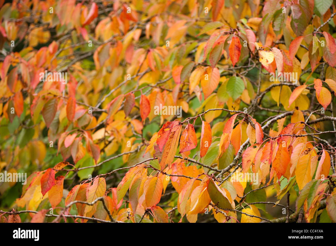 Prunus 'Shogetsu' AGM, Giapponese Fioritura di ciliegio, in autunno Foto Stock