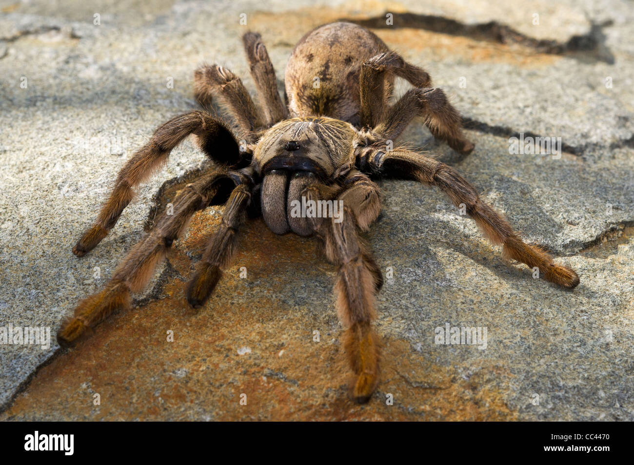 Un Golden Brown spider babbuino Foto Stock