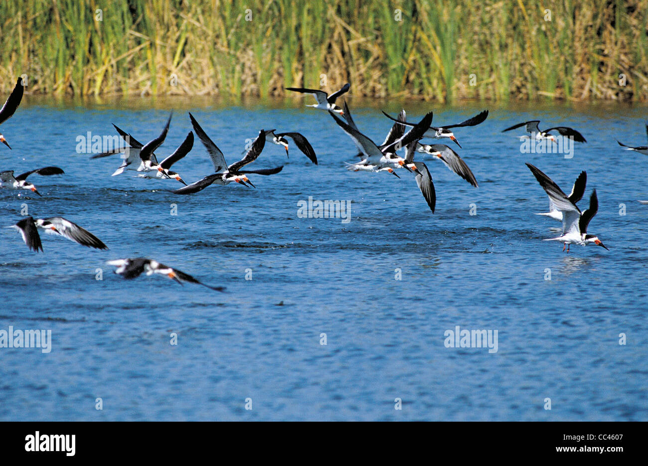 Stati Uniti d'America le Everglades forbici Naso Nero 'Rynchops Nigra' Foto Stock