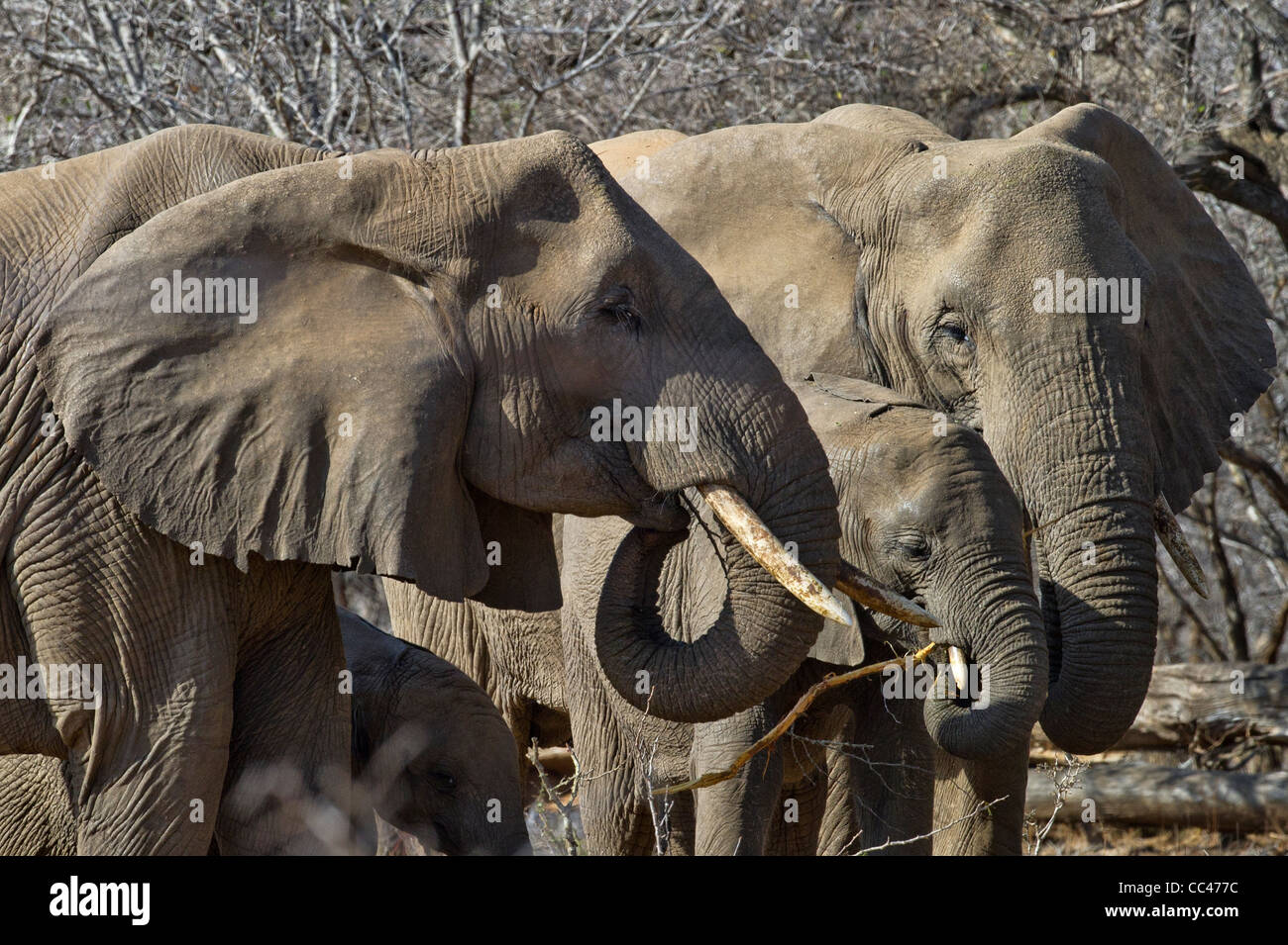 Un gruppo di elefanti africani pascolano sui rami Foto Stock