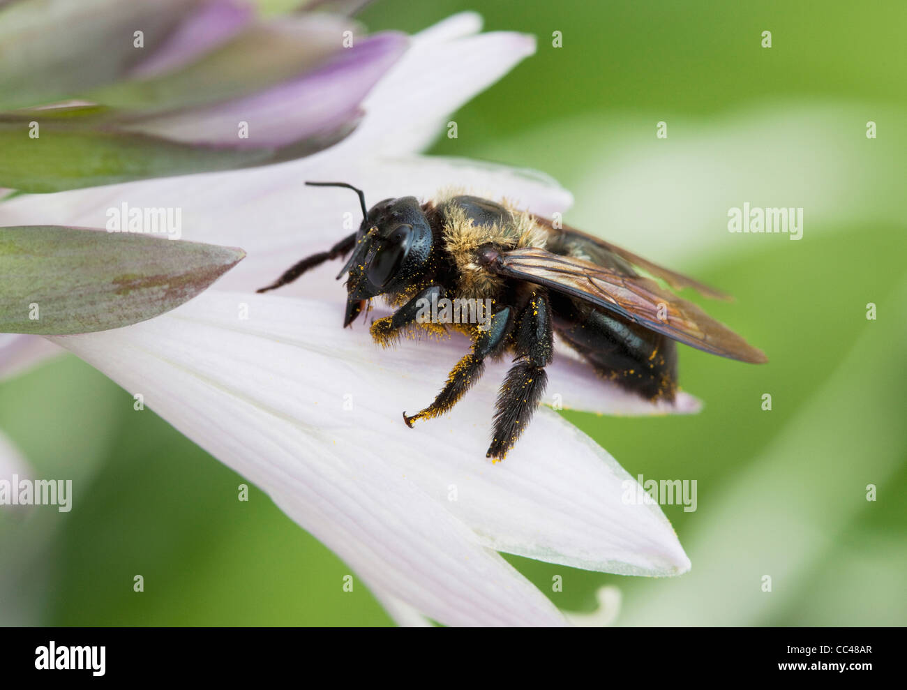 Nord America, USA, New York, Canandaigua, Bumble Bee su Hosta, Bombus impatiens Foto Stock