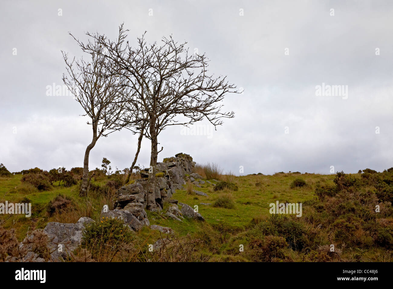 Parco Nazionale di Dartmoor alberi spazzate dal vento vicino a due ponti Foto Stock