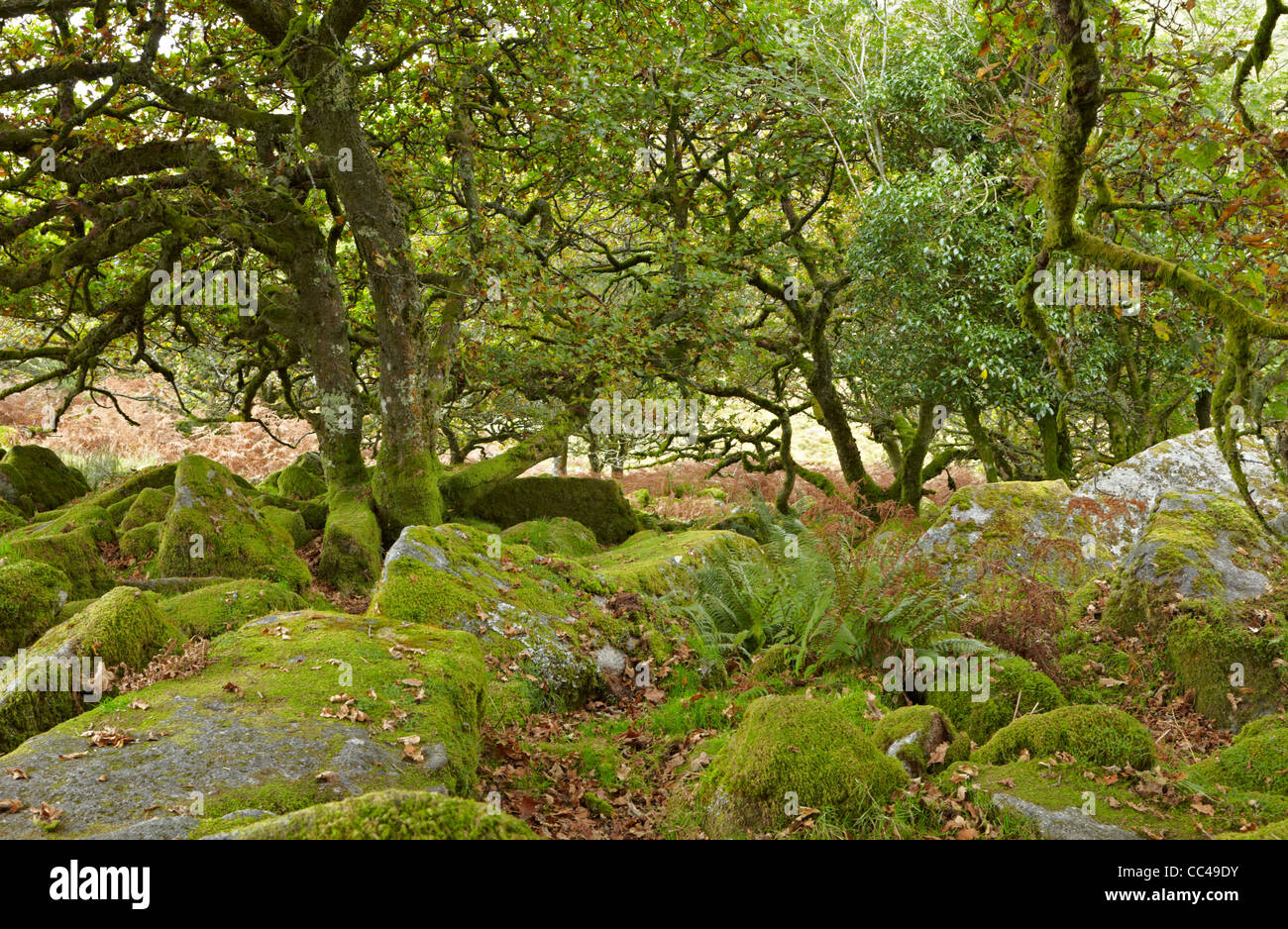 Parco Nazionale di Dartmoor Wistman il legno Foto Stock
