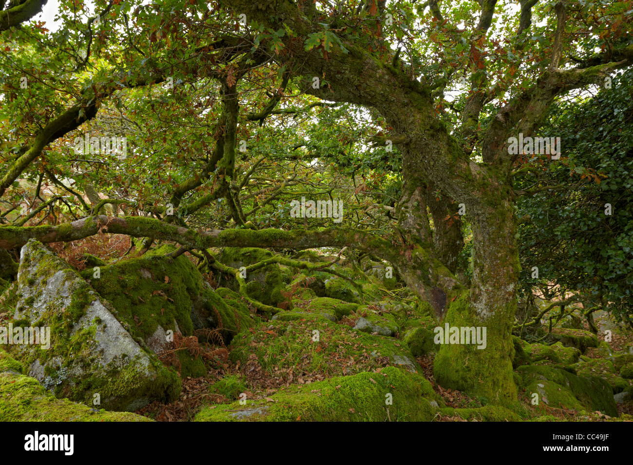 Parco Nazionale di Dartmoor Wistman il legno Foto Stock