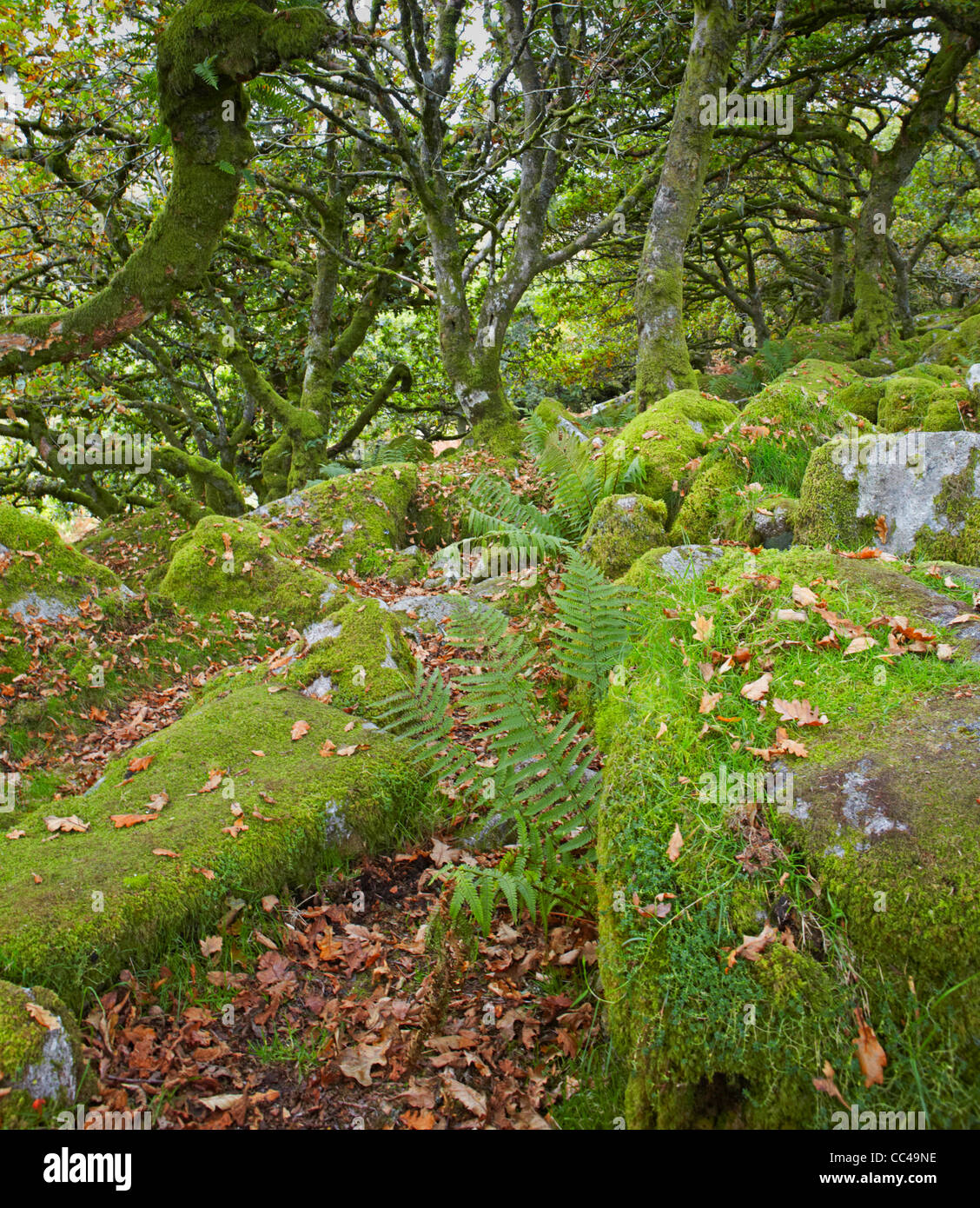 Parco Nazionale di Dartmoor Wistman il legno Foto Stock