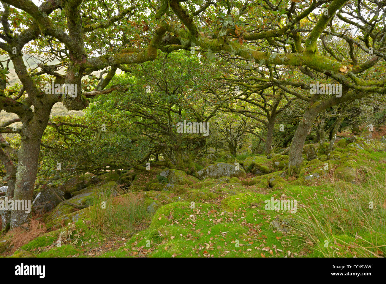 Parco Nazionale di Dartmoor Wistman il legno Foto Stock
