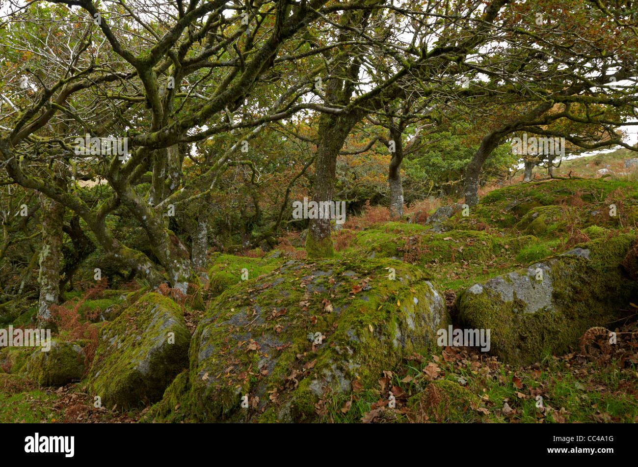 Parco Nazionale di Dartmoor Wistman il legno Foto Stock