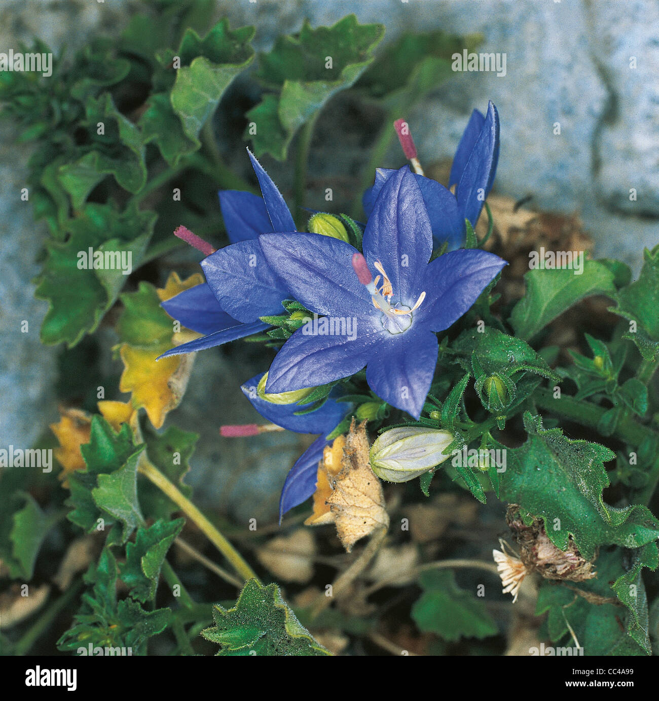 La botanica: Campanula isophylla Foto Stock
