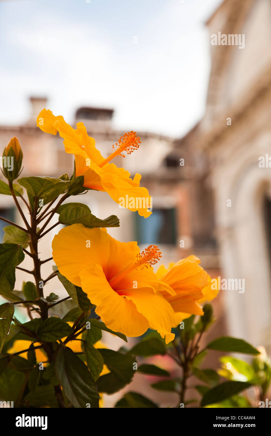 Set di fiori nella parte anteriore di "Santa Maria dei Miracoli, Venezia, Italia Foto Stock