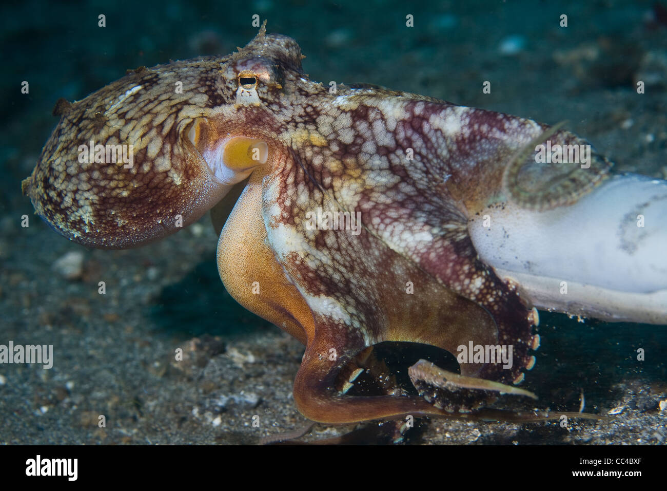 Un reef polpo (Octopus cyanea) alimenta il morto un reef squid in mezzo a un campo di sabbia vulcanica off Sulawesi settentrionale. Foto Stock