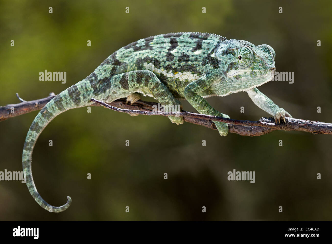 Un Lembo-collo Chameleon stalking Foto Stock