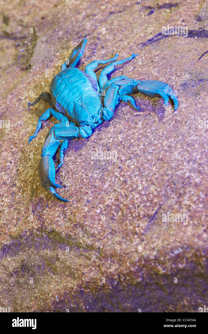 Una pietra piatta scorpion sotto una luce ultra violetta Foto Stock