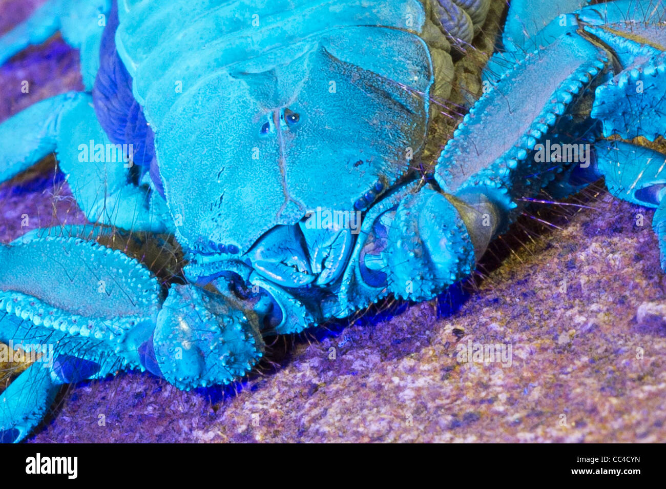 Una pietra piatta scorpion sotto una luce ultra violetta Foto Stock