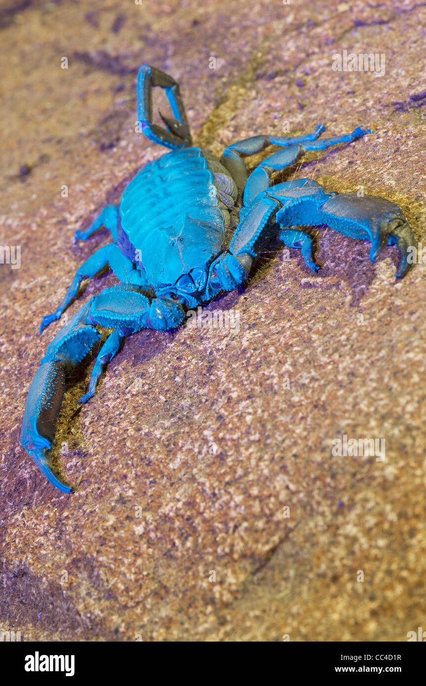Una pietra piatta scorpion sotto una luce ultra violetta Foto Stock