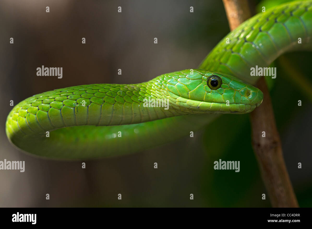 Un verde Mamba mobile attraverso una struttura ad albero Foto Stock