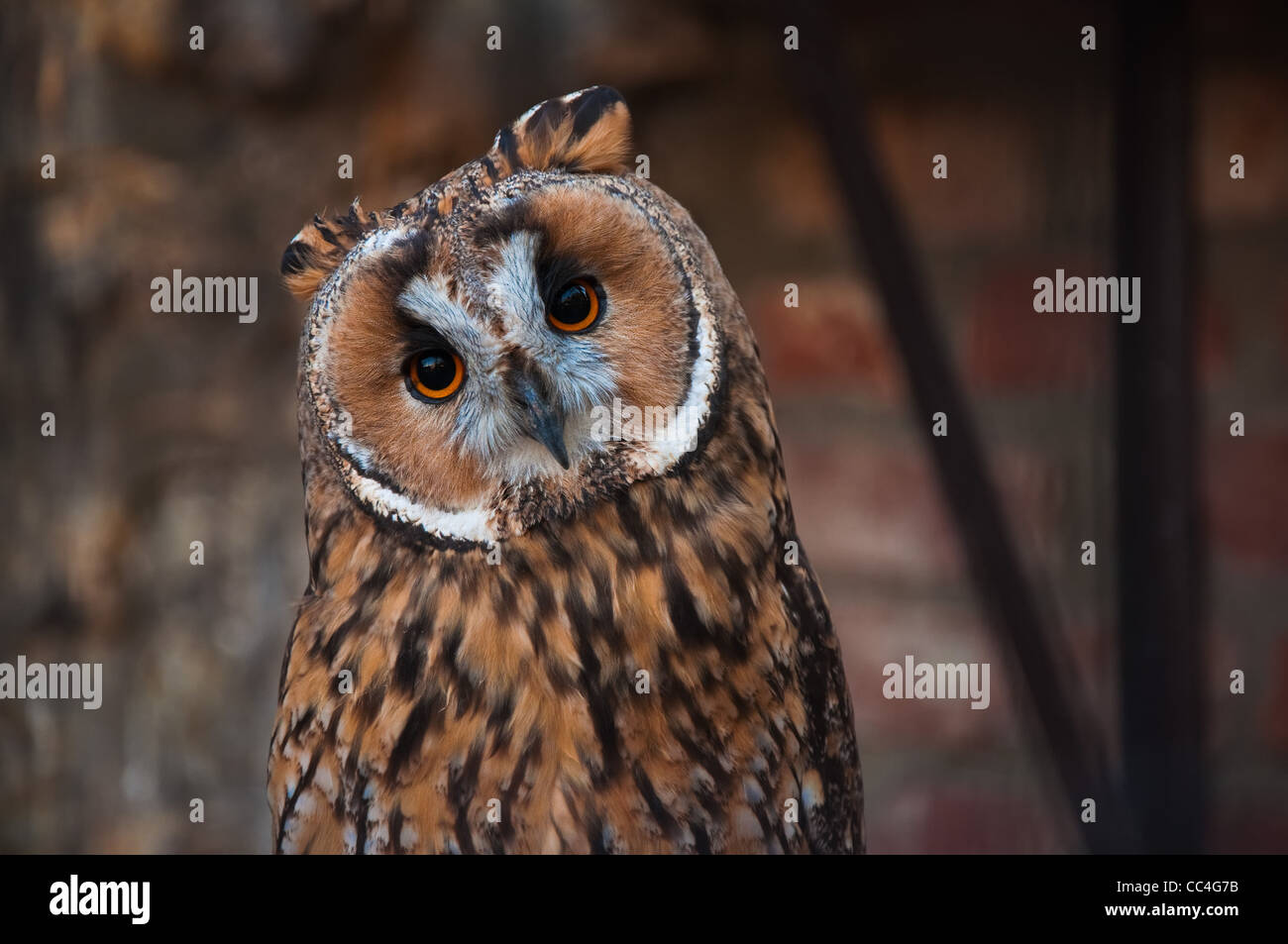 Ritratto di un gufo nel giardino zoologico Foto Stock