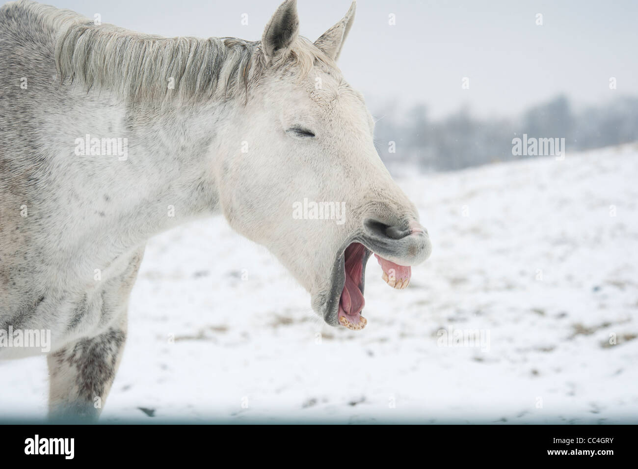 Quarter Horse mare Foto Stock