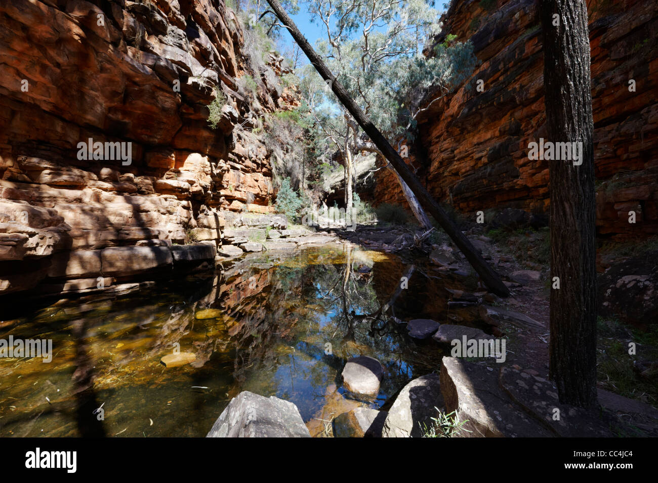 Vista di alberi e fiume nel canyon, Alligator Gorge, Mount Remarkable National Park, Sud Australia, Australia Foto Stock