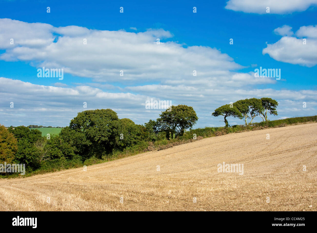 La vibrante paesaggio di campagna con paglia e alberi di campo e luminoso cielo blu Foto Stock