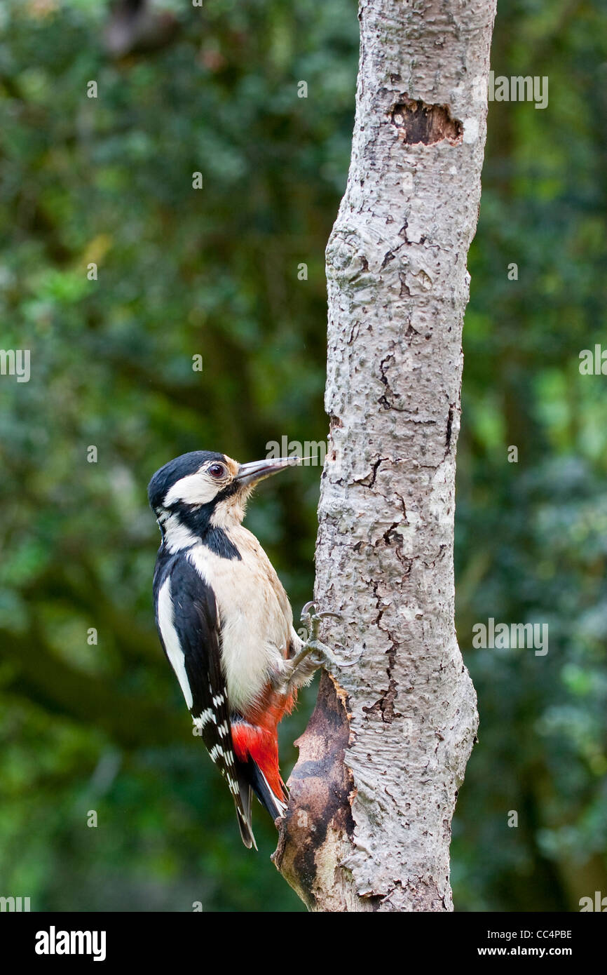 Picchio rosso maggiore mostra lunga lingua di indagine Foto Stock