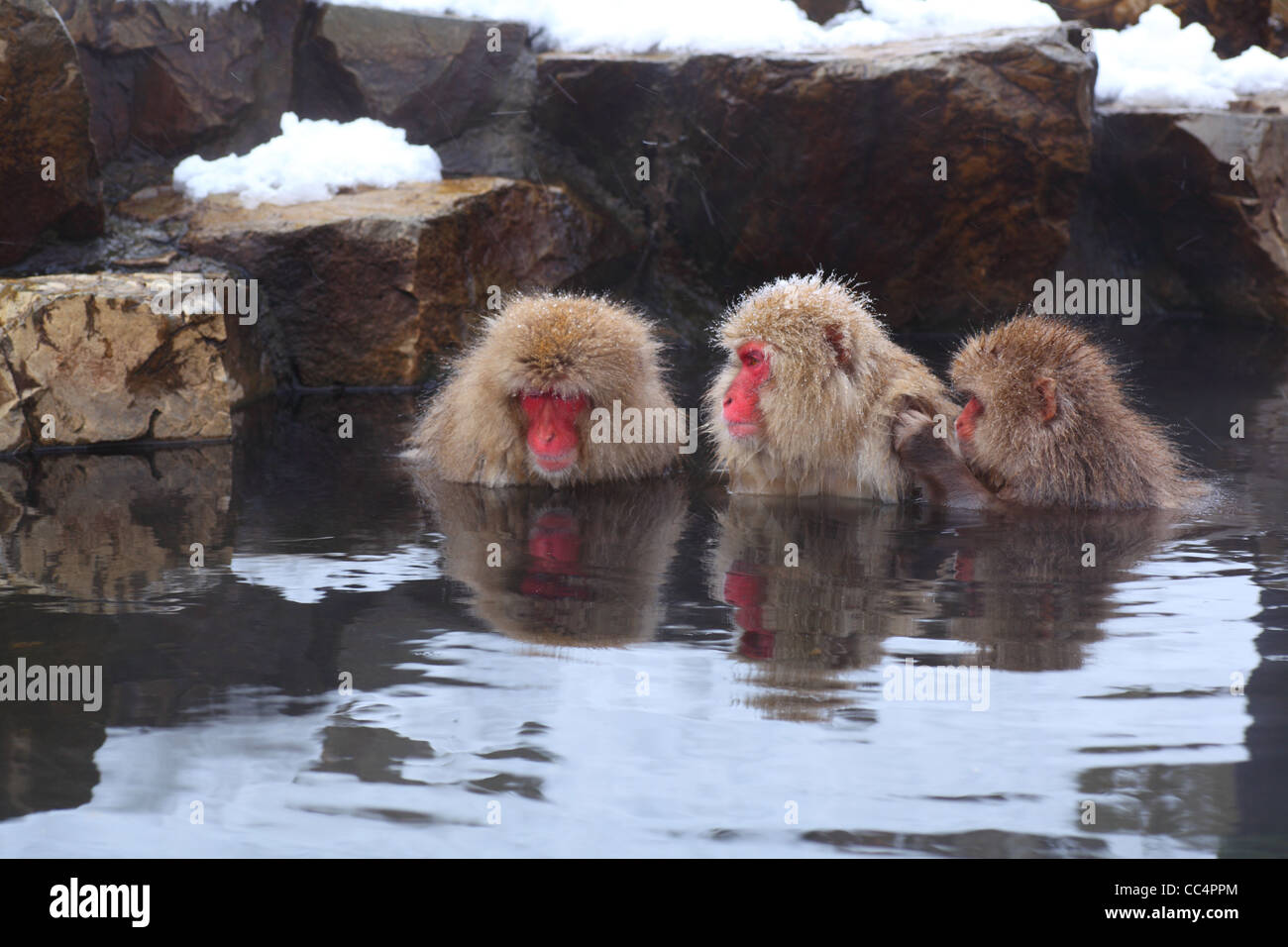 Snow monkey in primavera calda, Jigokudani, Nagano, Giappone Foto Stock