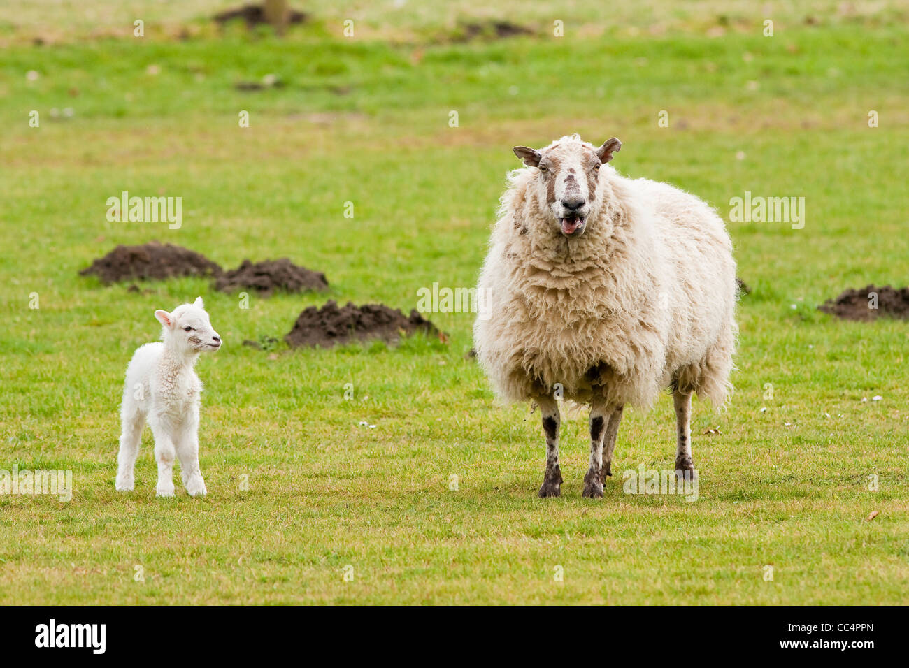 Madre pecora belati con la nuova nata di agnello alla ricerca Foto Stock