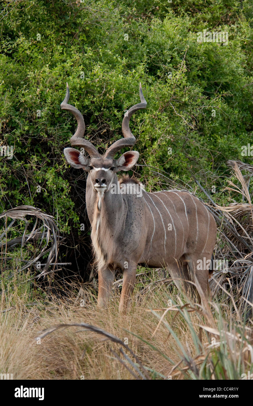 Africa Botswana Tuba Tree-Greater Kudu in piedi (Tragelaphus strepsiceros) Foto Stock