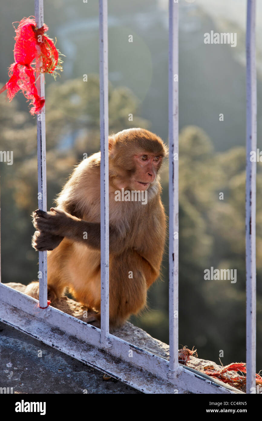 Ritratto verticale di Macaca Radianta scimmia a Vaishno Devi India appeso su parapetti Foto Stock