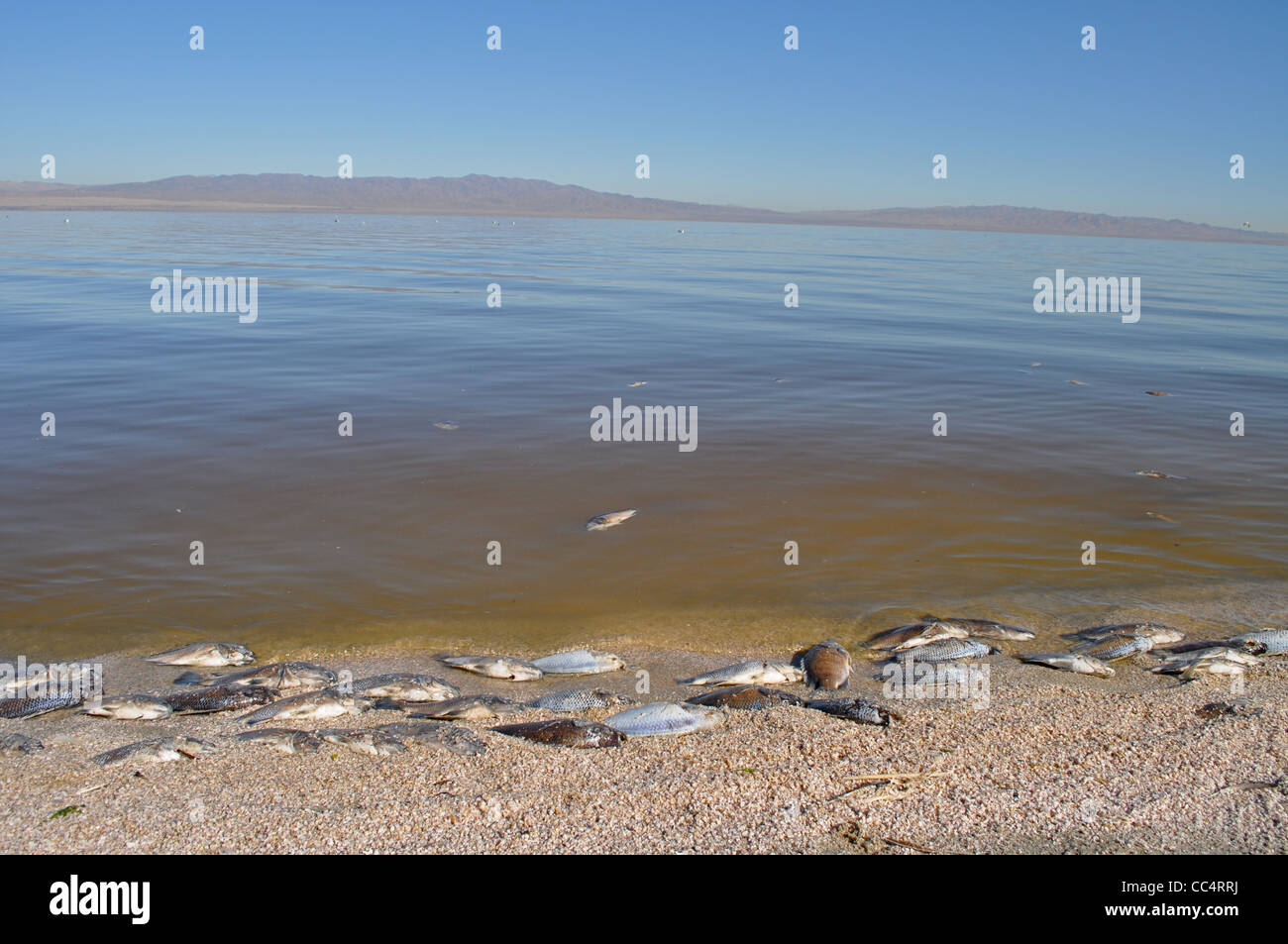 Salton Sea, ormai quasi una città fantasma, con morti di pesci di Tilapia bobbing lungo il bordo del lago salino, California Foto Stock