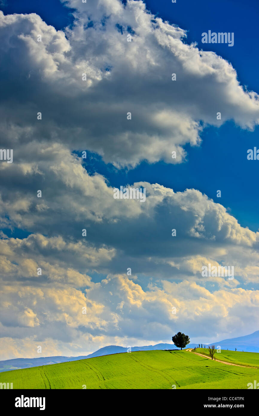 Unico albero accanto a una strada nel paesaggio toscano vicino alla città di Pienza, provincia di Siena, Regione Toscana, Italia, Europa. Foto Stock