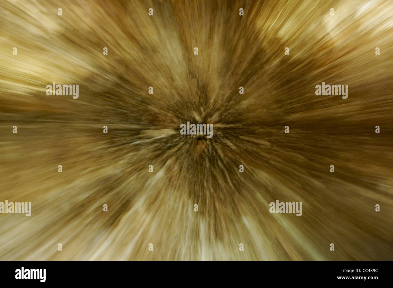 Zoom indietro su stalattiti in grotta Ngilgi, Yallingup, Australia occidentale, Australia Foto Stock