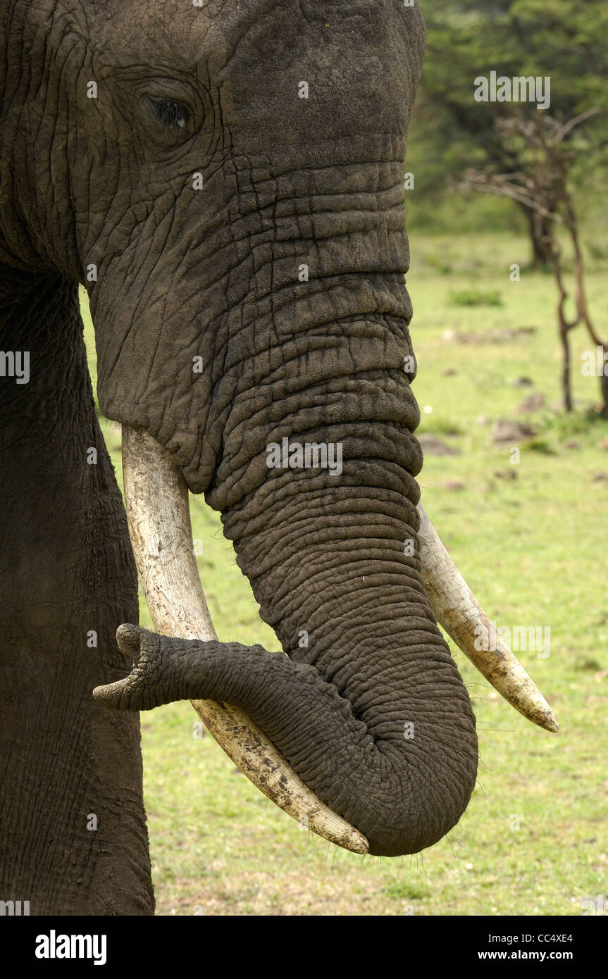 Elefante africano (Loxodonta africana) adulti trunk di appoggio sulle zanne, il Masai Mara, Kenya Foto Stock