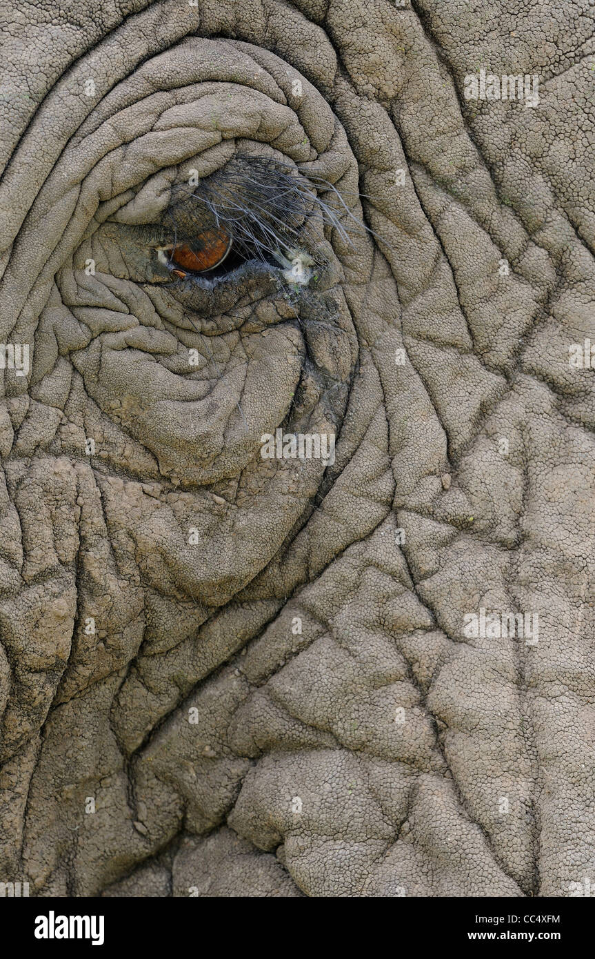 Elefante africano (Loxodonta africana) close-up mostra occhi e pelle rugoso, il Masai Mara, Kenya Foto Stock