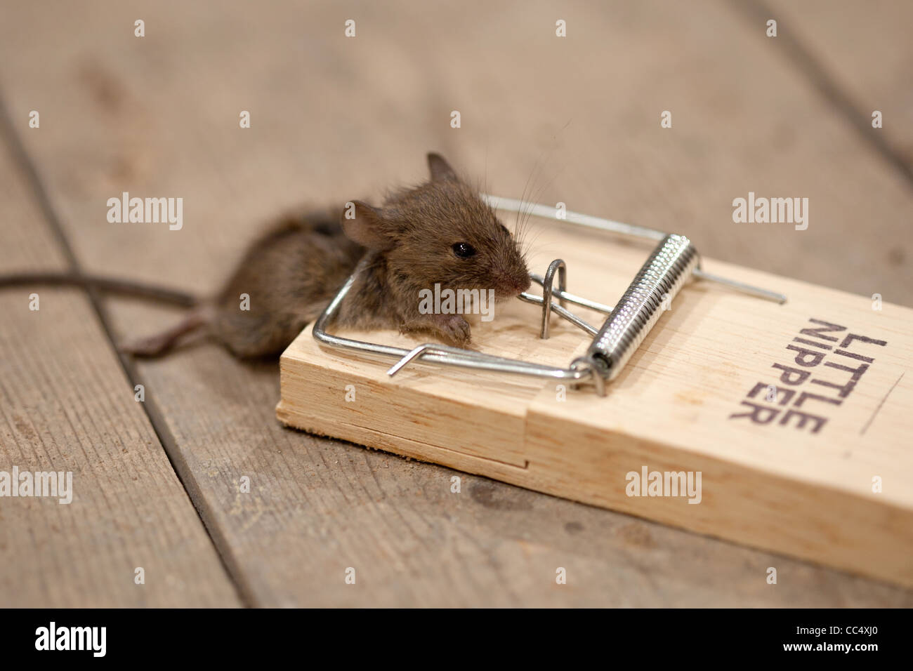 Topo morto nella trappola del mouse su tavoloni Foto Stock