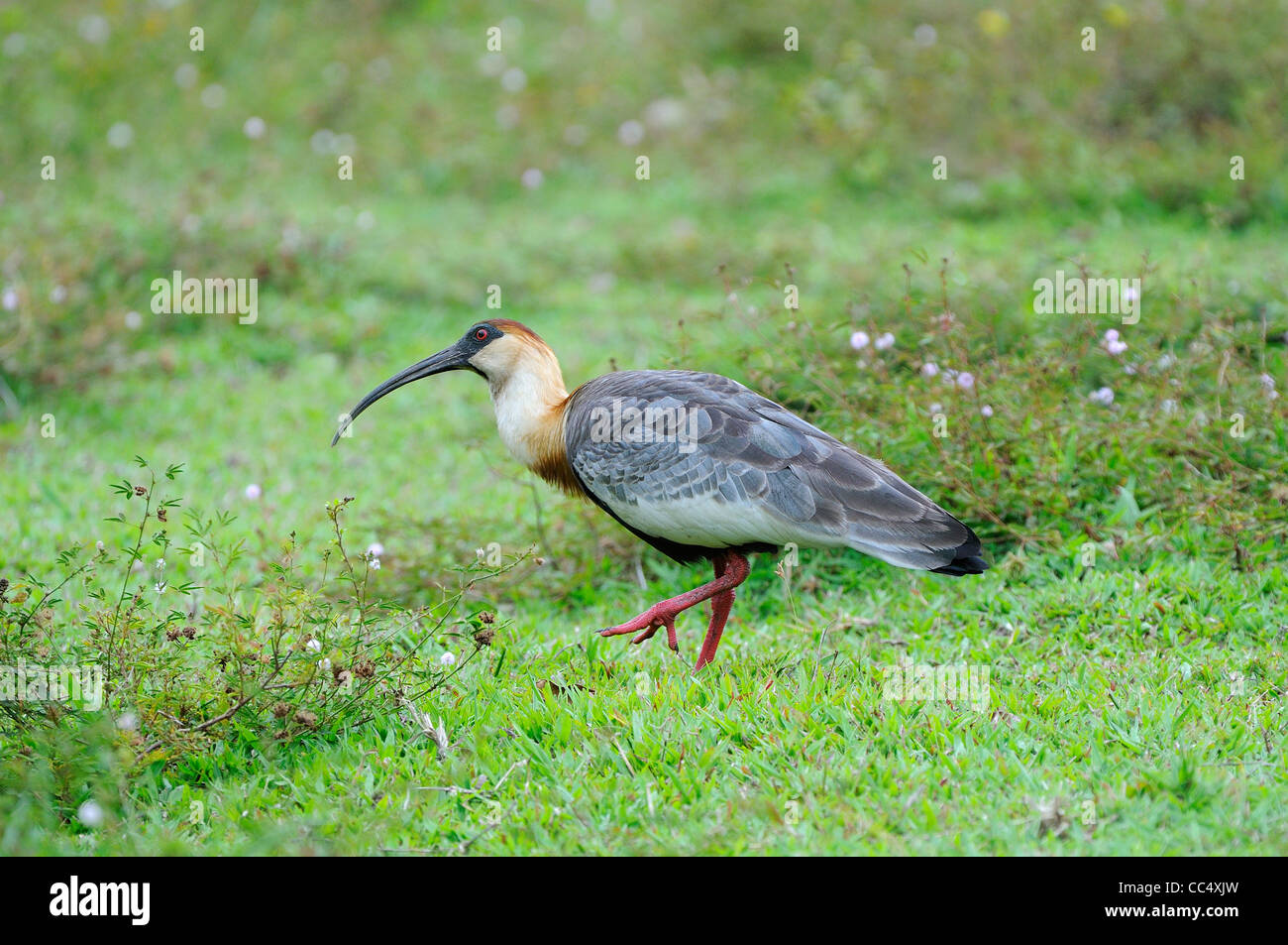 Buff-colli (Ibis Theristicus caudatus) adulto camminando sulla terra, Rupununi, Guyana Foto Stock