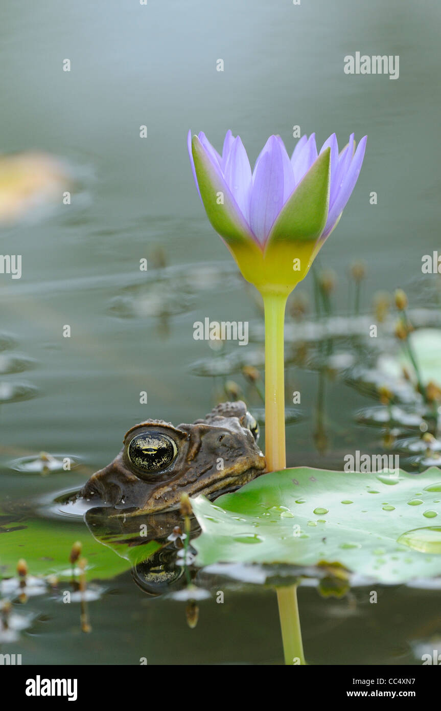 La canna da zucchero Toad (Bufo marinus) in appoggio sotto acqua giglio fiore, Georgetown, Guyana Foto Stock