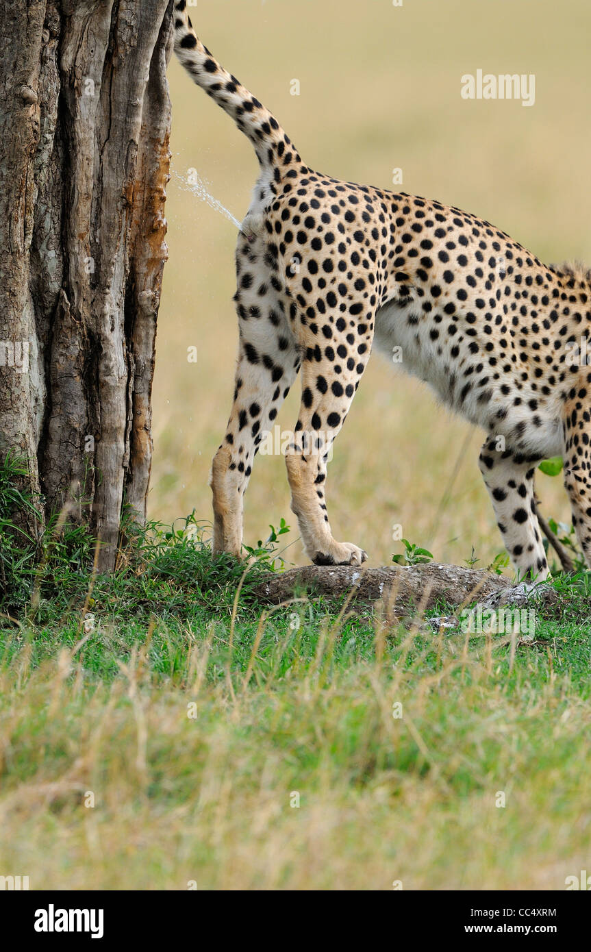 Ghepardo (Acinonyx jubatus) profumo maschile la marcatura, la spruzzatura di tronco di albero, il Masai Mara, Kenya Foto Stock
