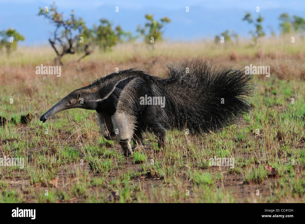Giant Anteater (Myrmecophaga tridactyla) in open savana, Rupununi, Guyana Foto Stock